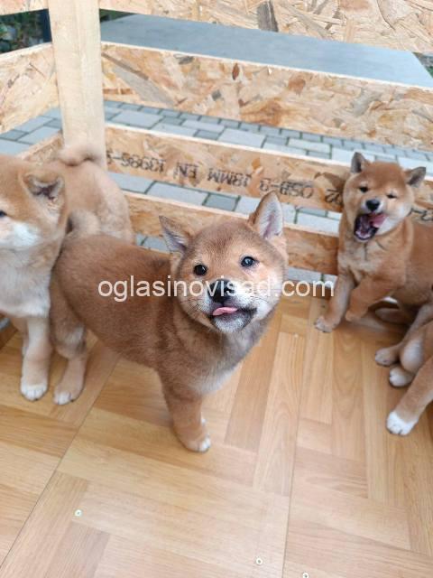 iba inu 01