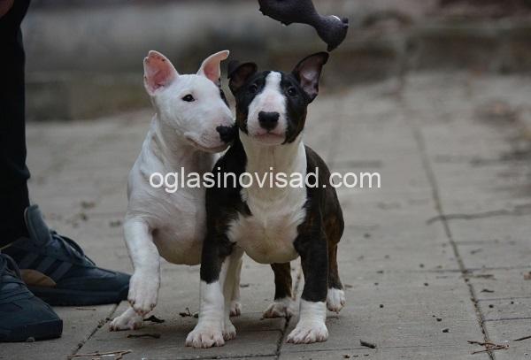 1 mini bull terijer