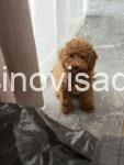 minipudla2