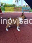 basenji 04