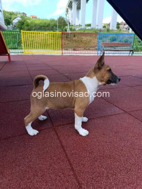 basenji 04