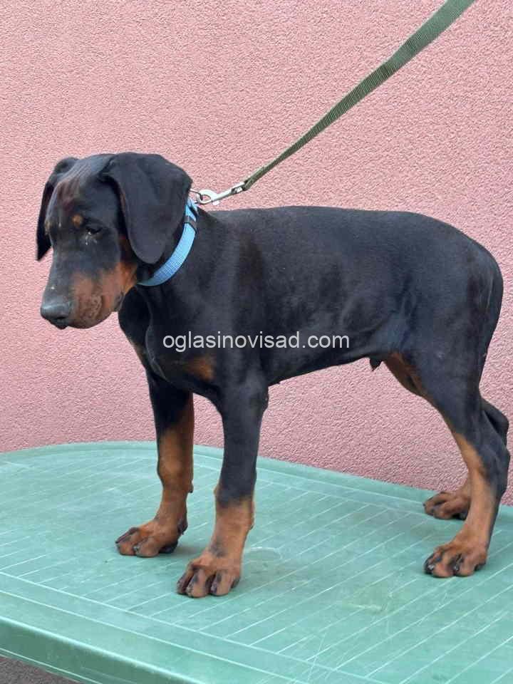 dobi1