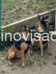 4 belgijskiovcarN0226