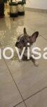 004 viber_slika_2026-01-29_09-41-57-721