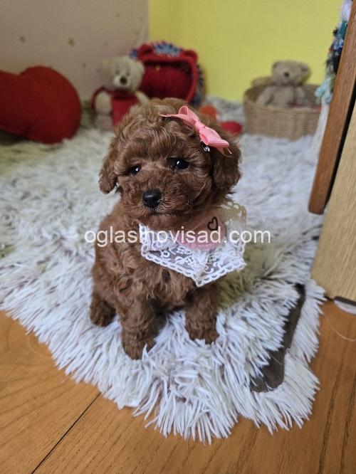 7 crvena toy pudla NS0226