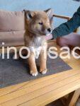 iba inu 07