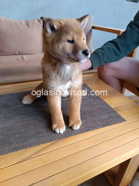 iba inu 07