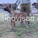 presa4