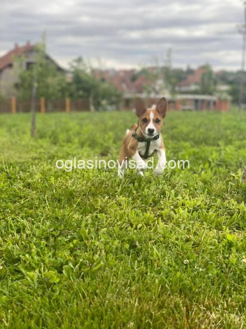 basenji 05