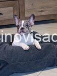 003 viber_slika_2026-01-29_09-41-56-986