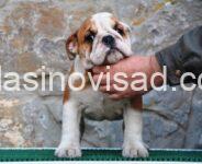 3 ebuldogA0226V