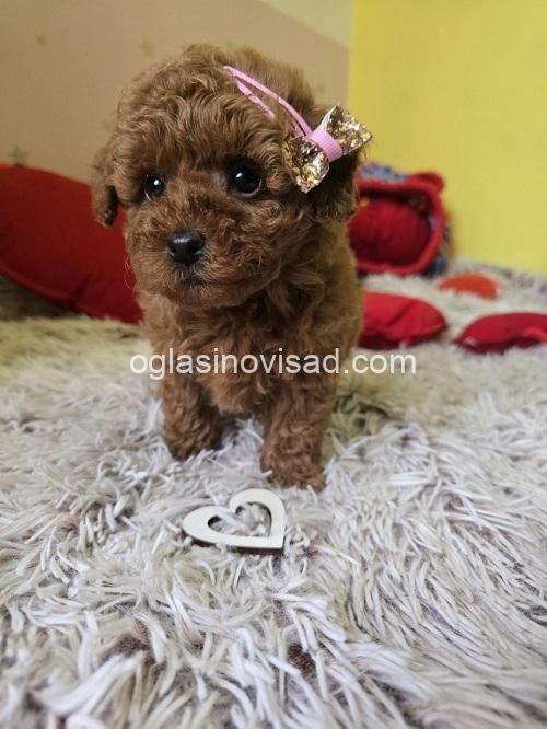 2 crvena toy pudla NS0226