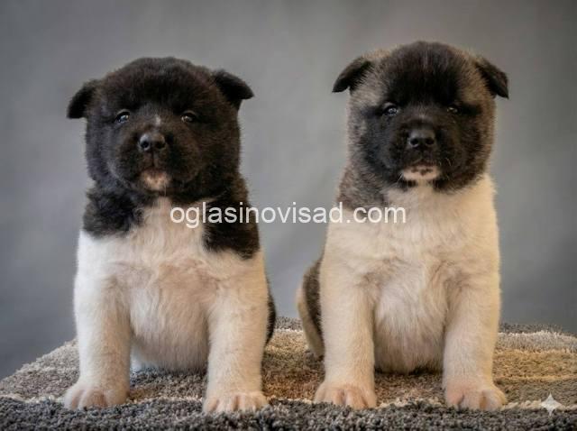 americka akita 01k