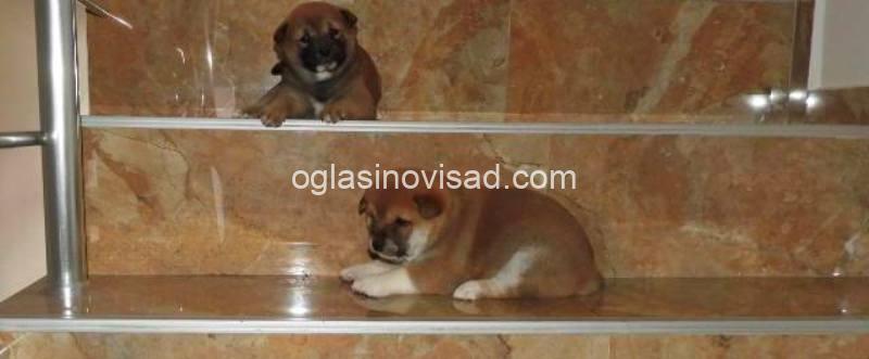 iba inu 03
