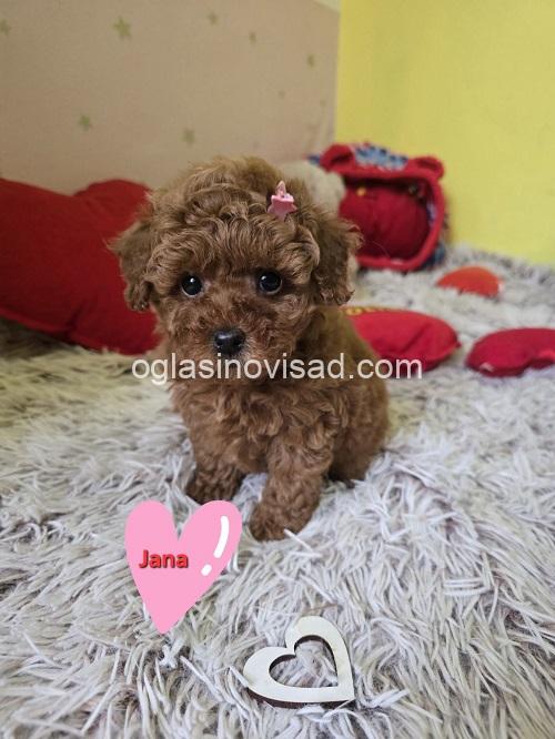 1 crvena toy pudla NS0226