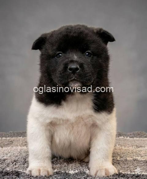 americka akita 02k