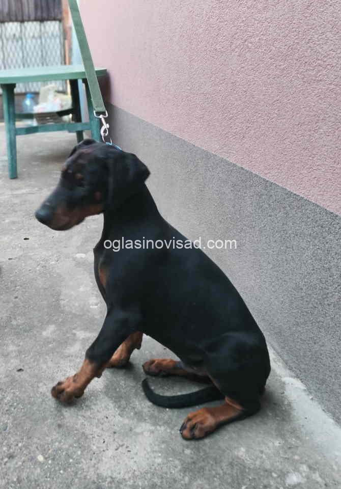 dobi3