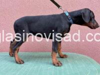 dobi2