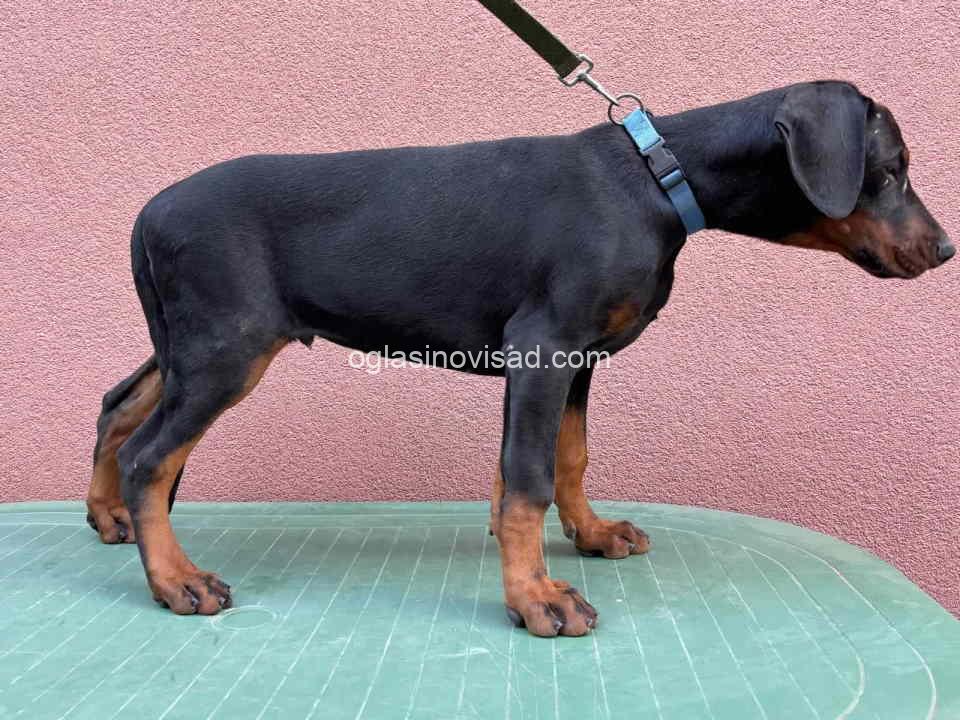 dobi2