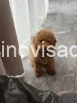 minipudla3