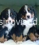 4 bernski planinski pas T0326