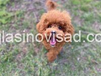 toy pudla 02