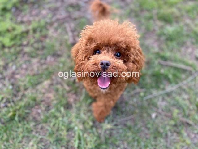 toy pudla 02