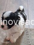 viber_image_2026-03-11_17-04-37-858