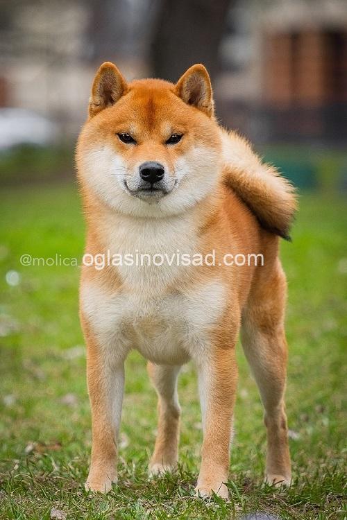5 shibainuP0326