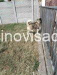 americka akita 03
