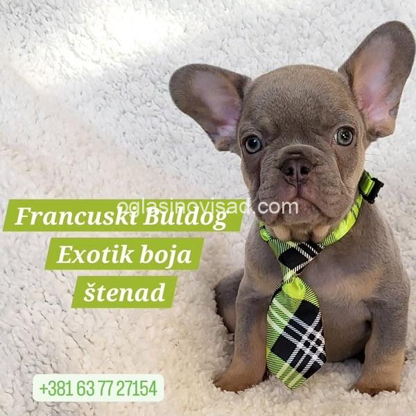1 francuski buldogA0326