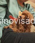 4 pudlaSM0326