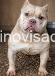 bul2
