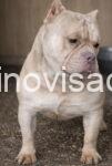 bul3