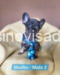 3 francuski buldogA0326