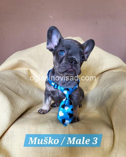3 francuski buldogA0326
