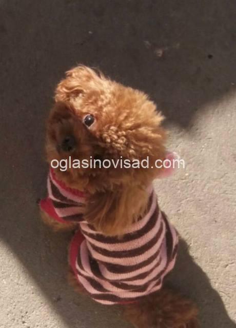 toy pudla 01