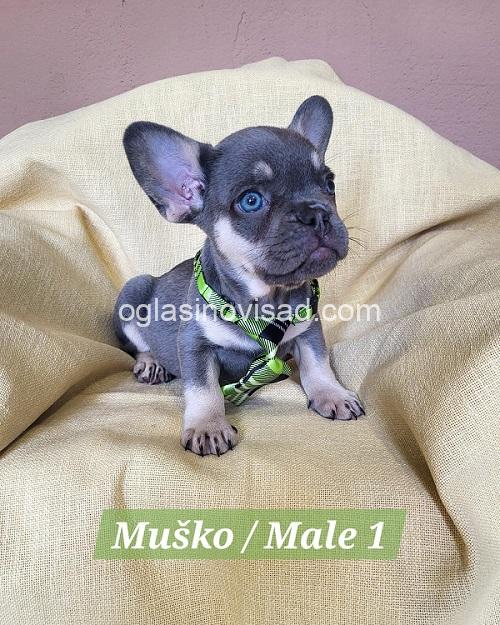 2 francuski buldogA0326