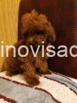 3 pudlaSM0326
