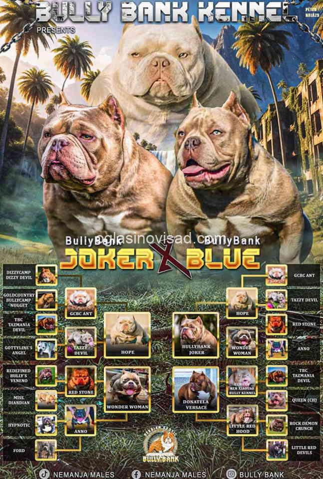 bul1