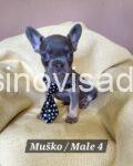 4 francuski buldogA0326