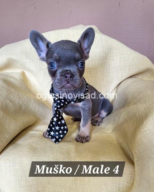 4 francuski buldogA0326