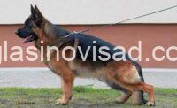 7  nemacki ovcar BS0326