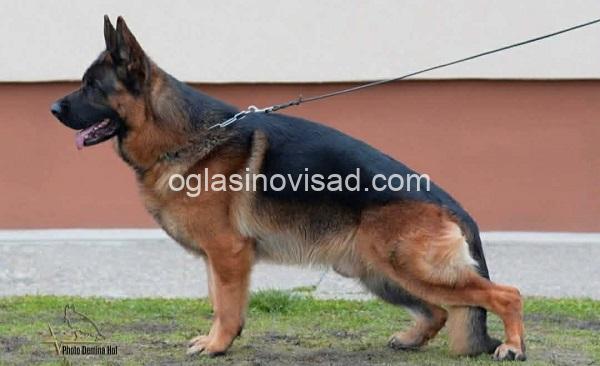 7  nemacki ovcar BS0326