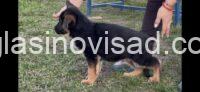 2 nemacki ovcar BS0326