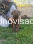 3a labradorG0426
