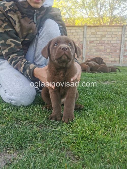 3a labradorG0426