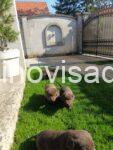 4 labradorG0426