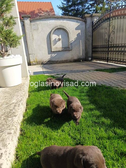 4 labradorG0426