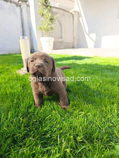 5 labradorG0426